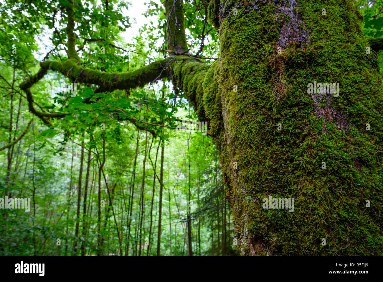 Vieux érable avec moss dans la forêt de la montagne Banque D'Images