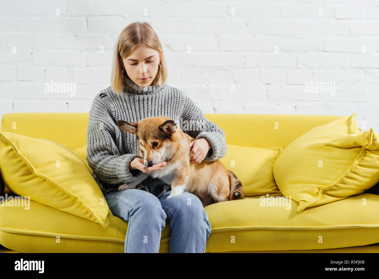 Belle femme assise sur un canapé et donner le traitement de Pembroke Welsh Corgi chien mignon Banque D'Images