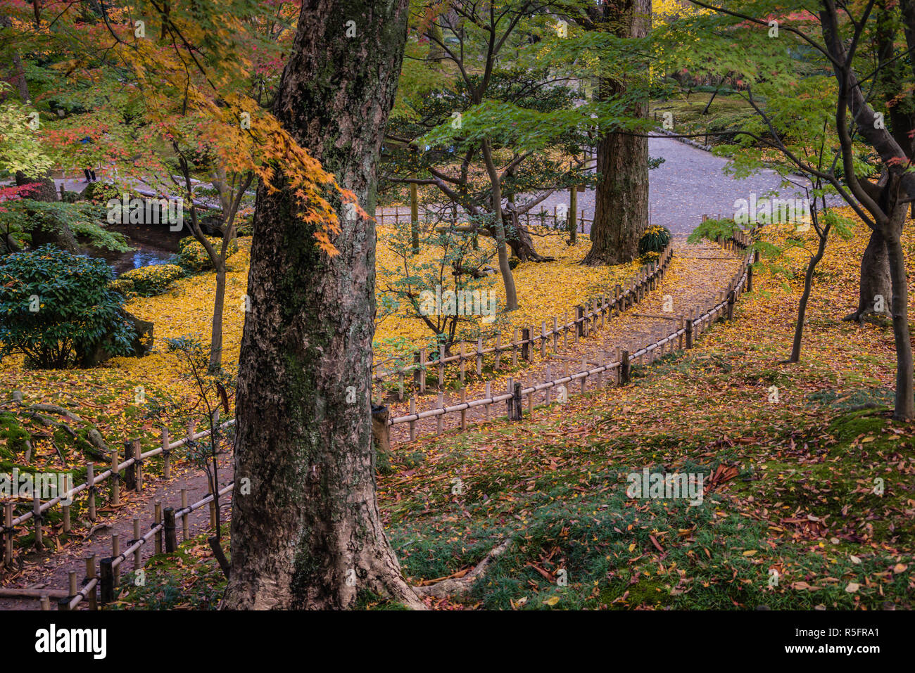 Les feuilles d'automne au Japon Banque D'Images