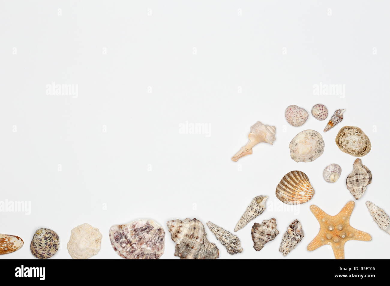 Vague de shell sur fond blanc Banque D'Images