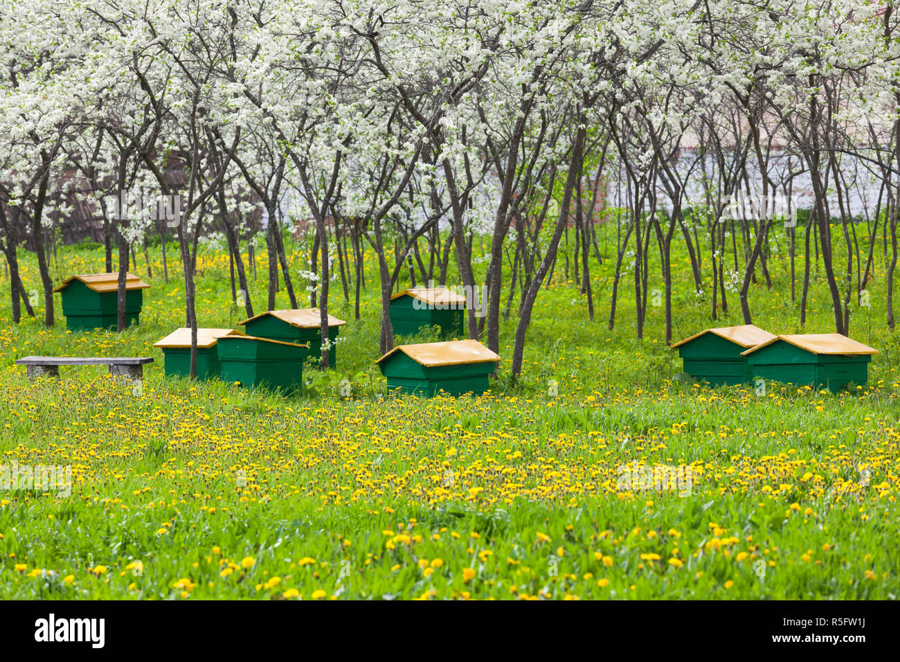 La Russie, Vladimir Oblast, anneau d'or, Suzdal, ruches Banque D'Images