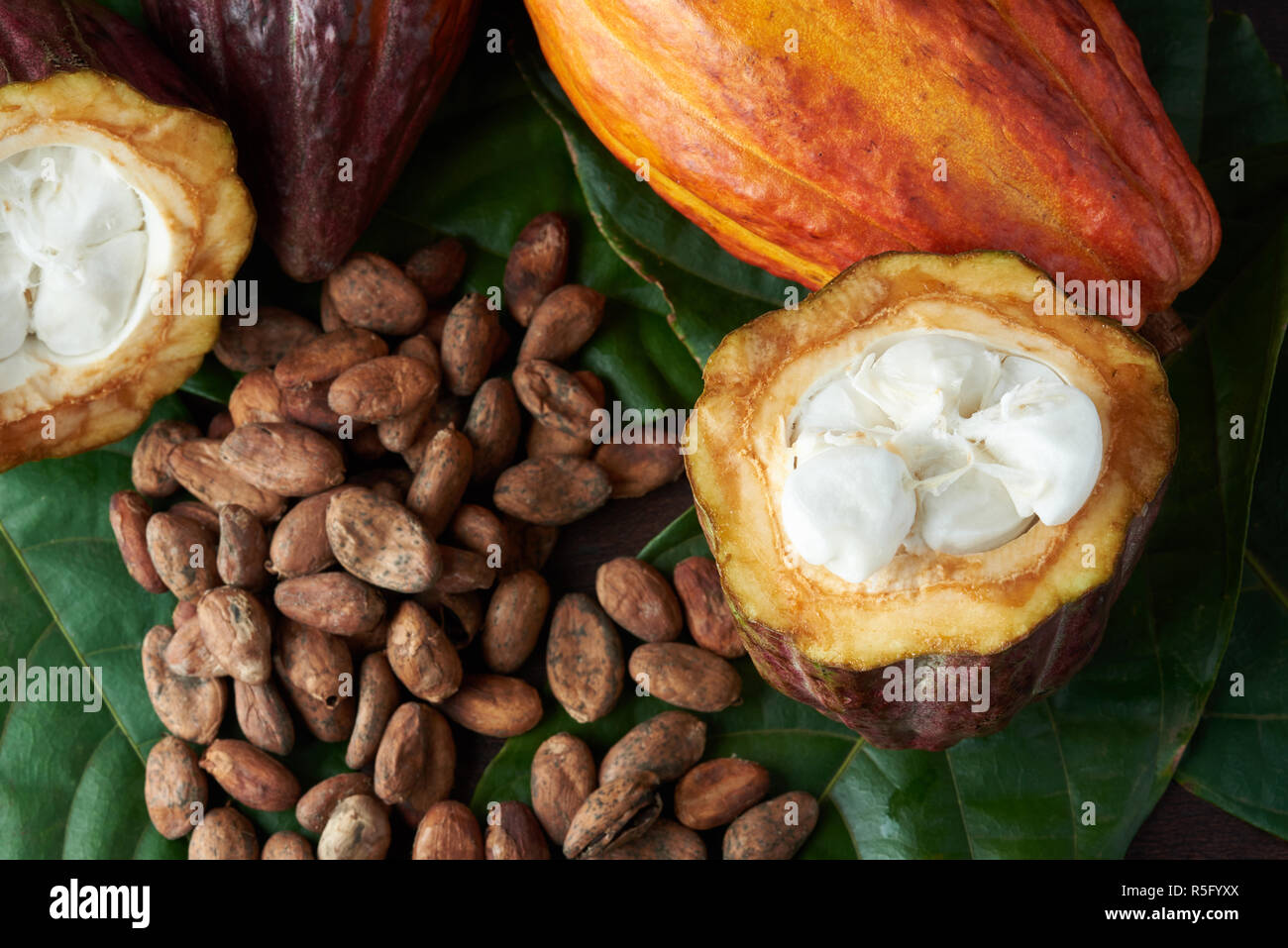 L'usine de cacao. Les graines de cacao frais et sec Banque D'Images
