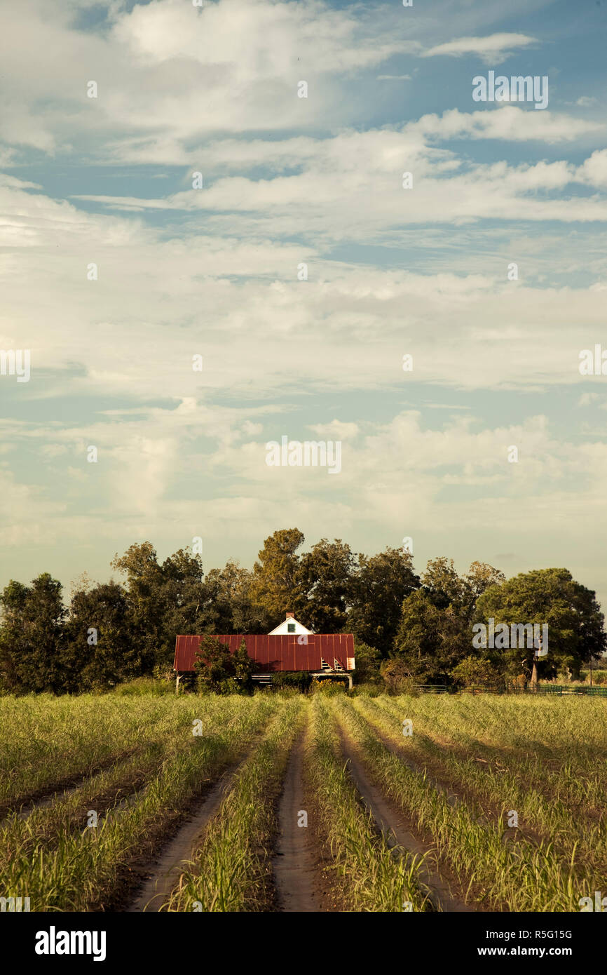 USA, Louisiane, pays Cajun, Emma, plantation de canne à sucre Banque D'Images