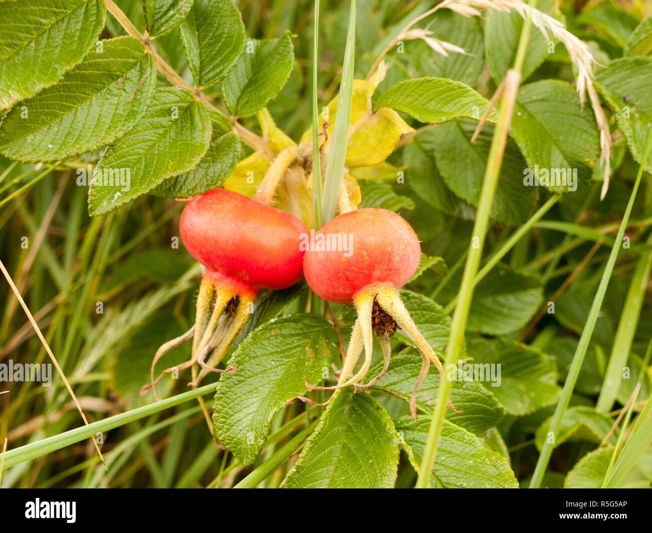 De plus en plus deux d'églantier Rosa rugosa Haws ou sauvages dans Heps Banque D'Images