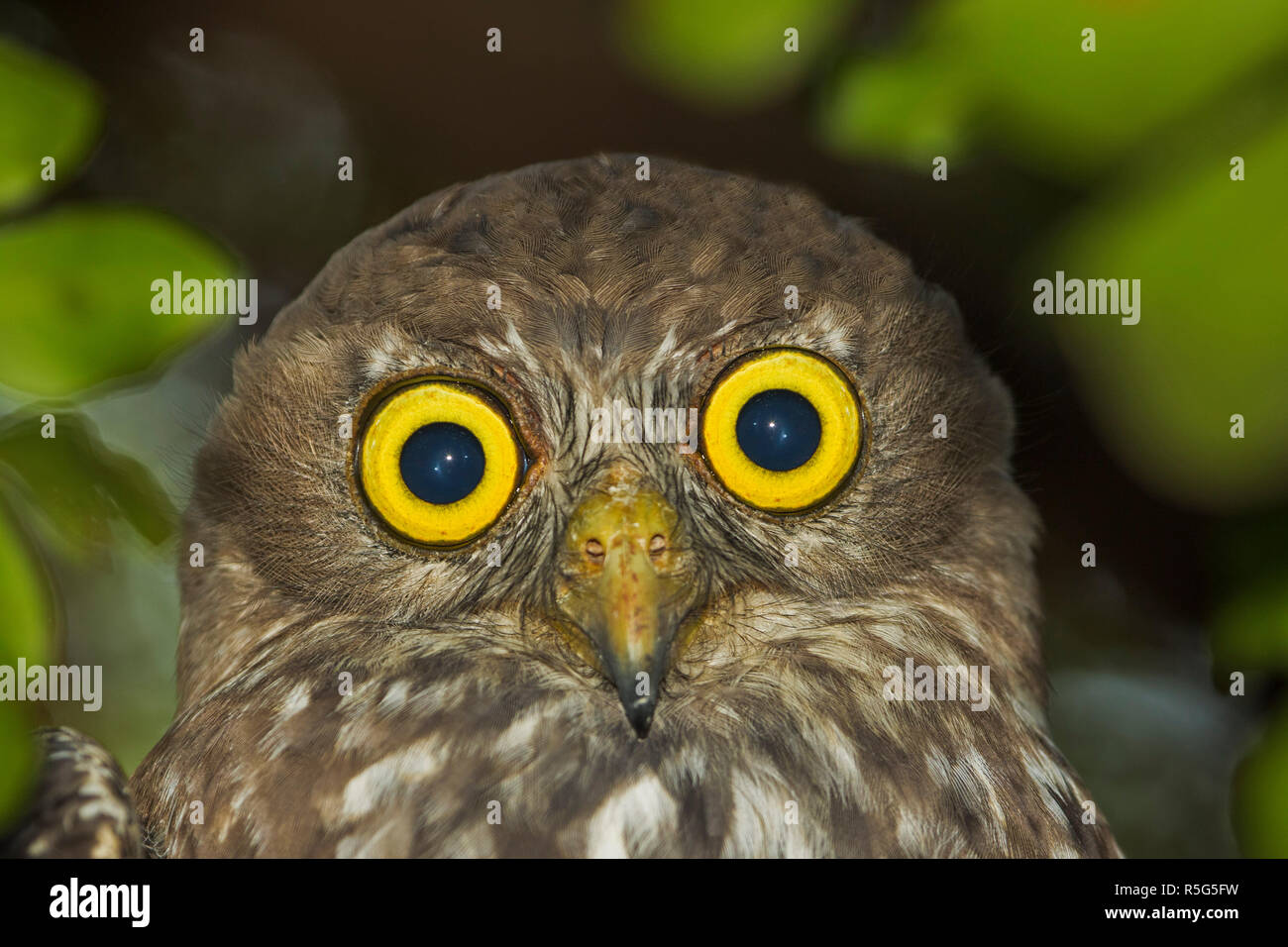 Portrait de Barking owl Ninox australienne, connivens, avec bec crochu, plumage brun strié et d'énormes yeux jaunes d'or at camera Banque D'Images