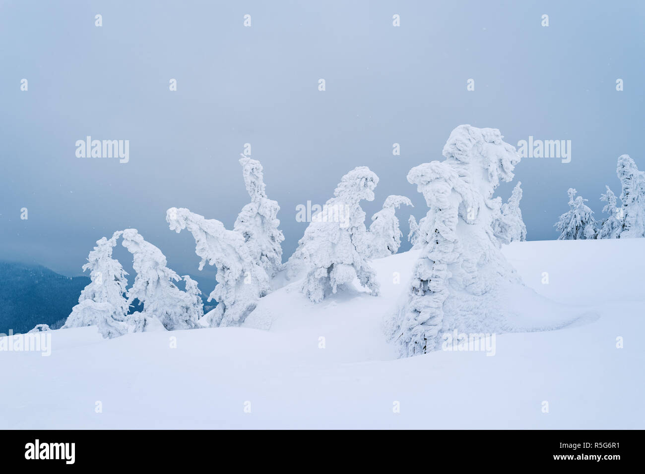 Mauvaises conditions météorologiques d'hiver avec le gel couvertes de sapins sur une colline. Les amoncellements de neige dans les montagnes Banque D'Images