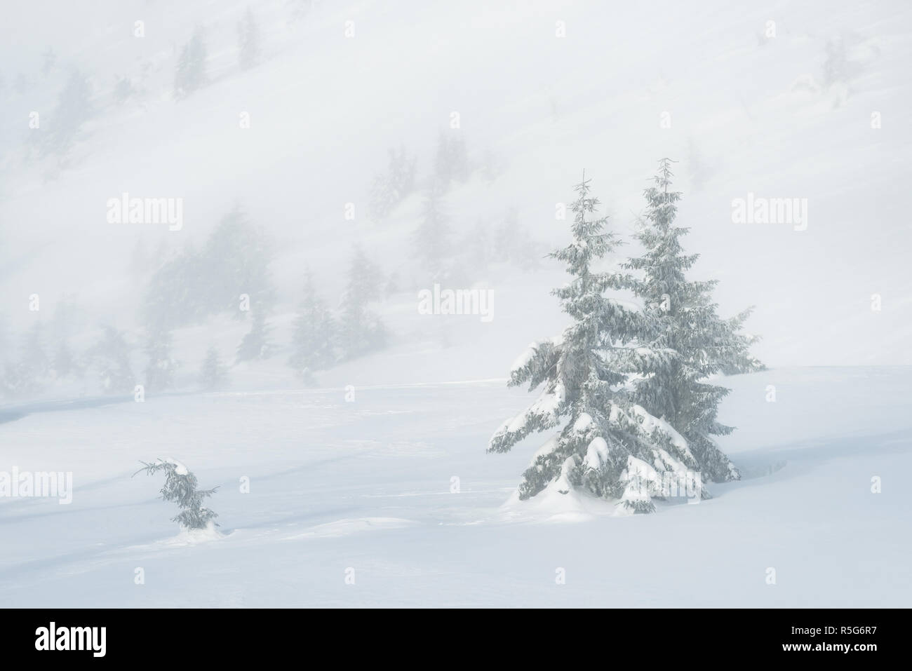 L'hiver dans une vallée de montagne. Les pentes des montagnes couvertes de neige et de sapins dans le brouillard Banque D'Images