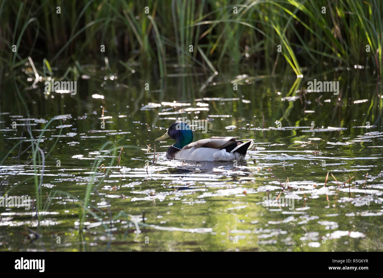 Canard colvert mâle dans l'eau Banque D'Images