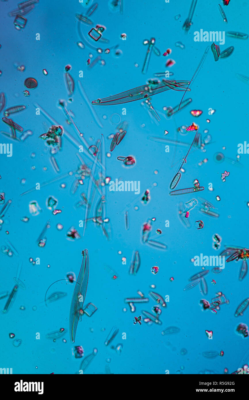 Les diatomées dans l'eau Banque D'Images