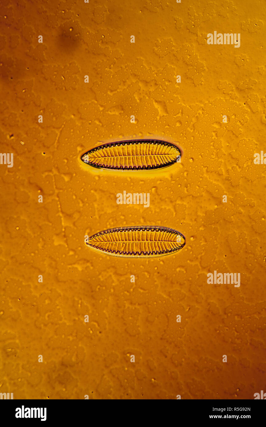 Les diatomées surielle jilal dans l'eau Banque D'Images