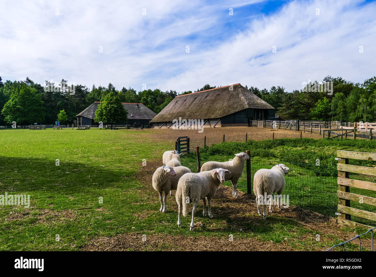 Un groupe de Veluwe des moutons paissant dans un pré près de la dérive des moutons sur l'Ermelo Heath (Ermelosche Heide), aux Pays-Bas. Banque D'Images