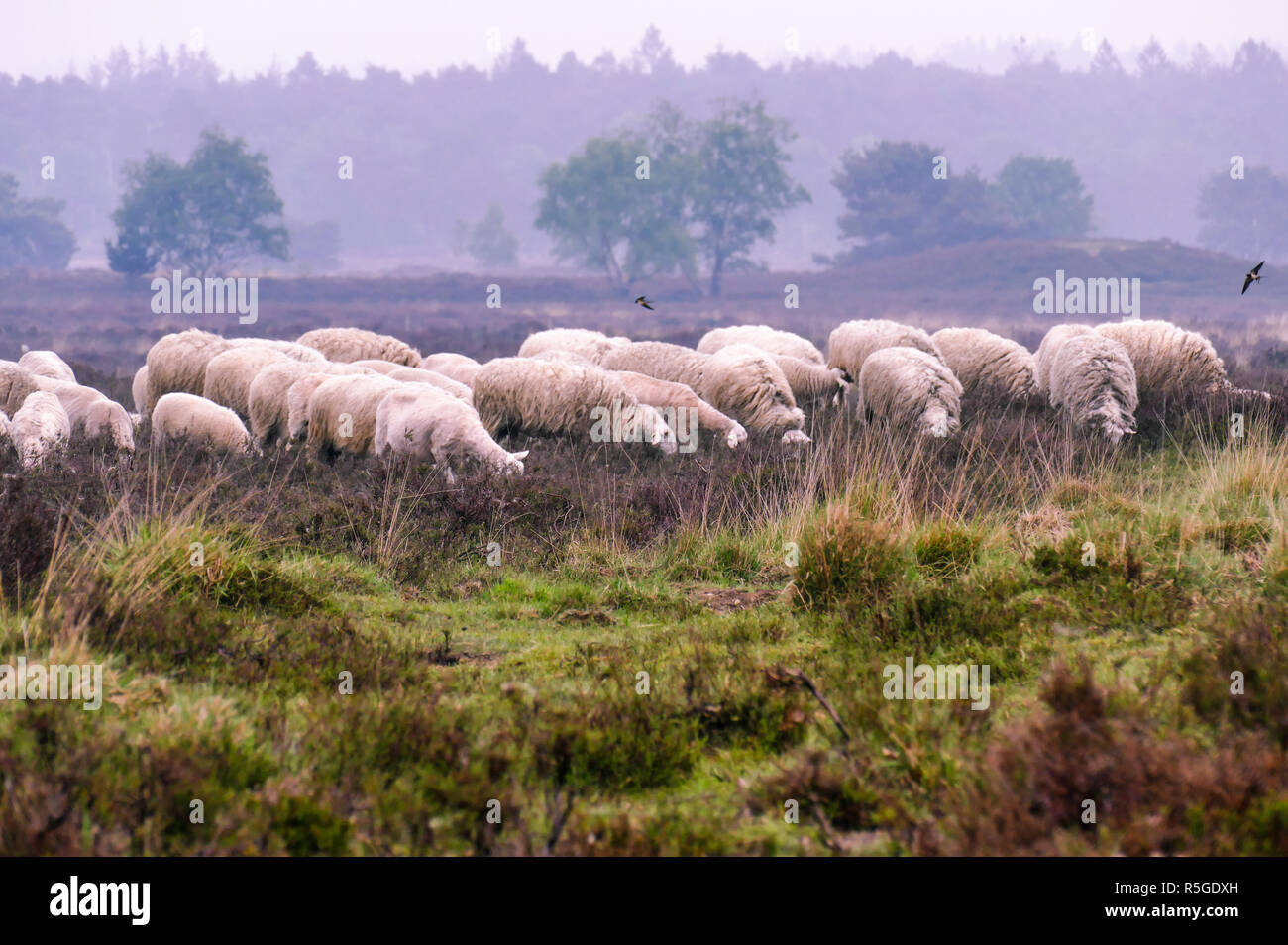 Troupeau de Veluwe Heath des moutons paissant sur la lande (Ermelosche Heide) dans la Veluwe, aux Pays-Bas, avec les hirondelles voler au-dessus d'eux. Un protocole d'inhumation Banque D'Images