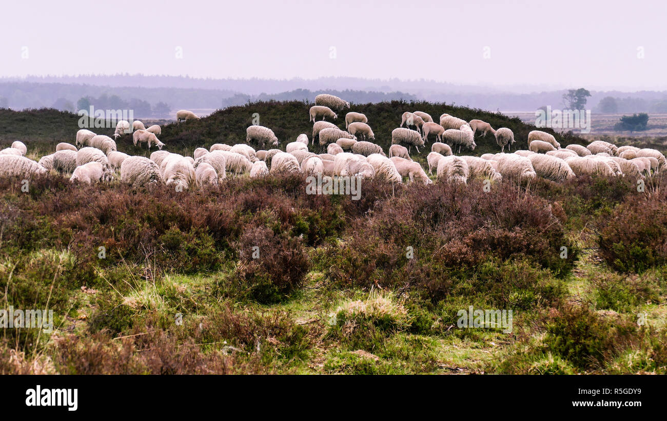 Troupeau de moutons Heath Veluwe sur une brouette ou tumulus dans le Ermeloosche Heide (Landes), Veluwe Gueldre, Pays-Bas. Banque D'Images