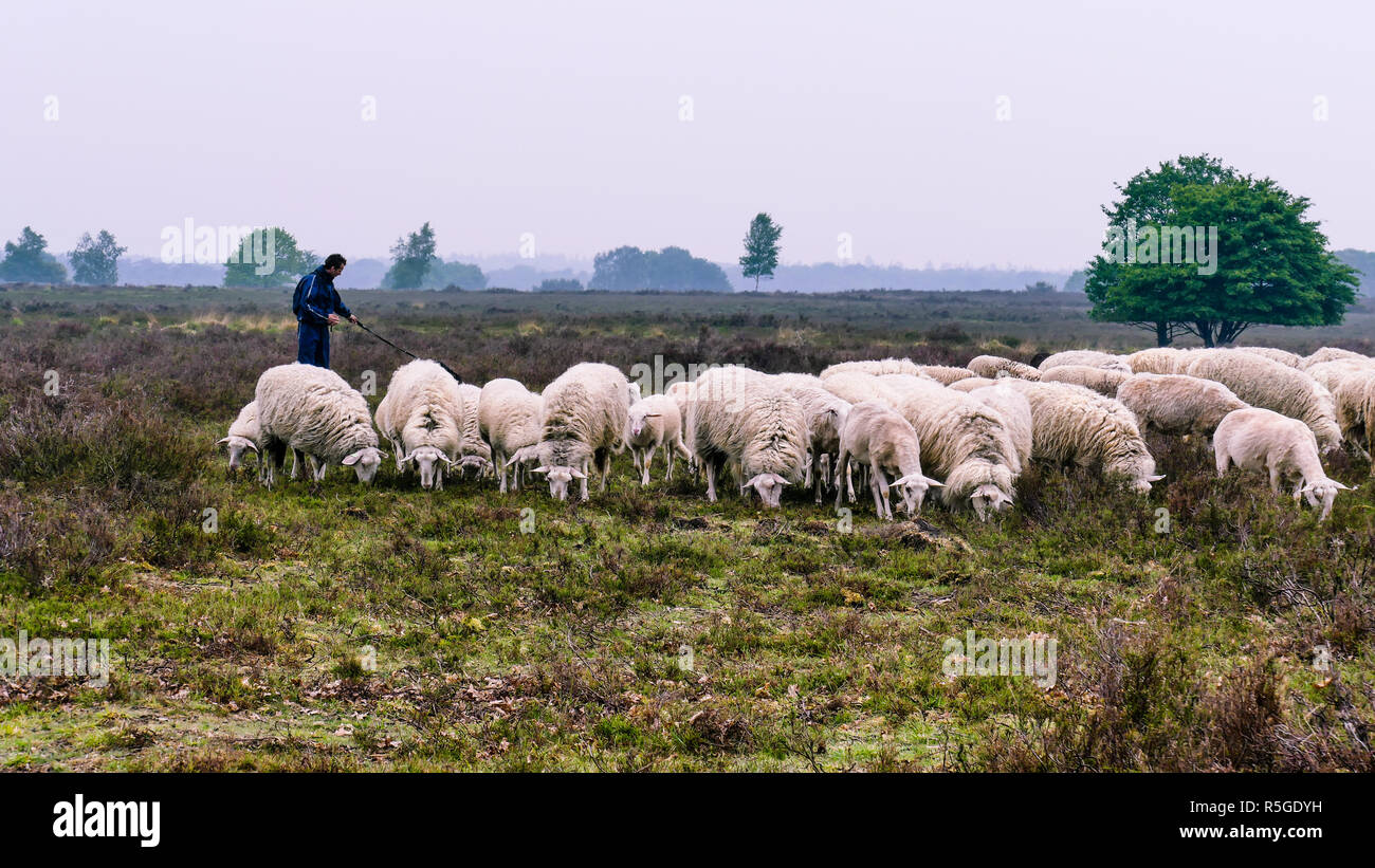Berger avec son troupeau de moutons sur la lande Veluwe Ermelo Heath (Heide) Ermelosche - Veluwe, Gueldre, Pays-Bas Banque D'Images