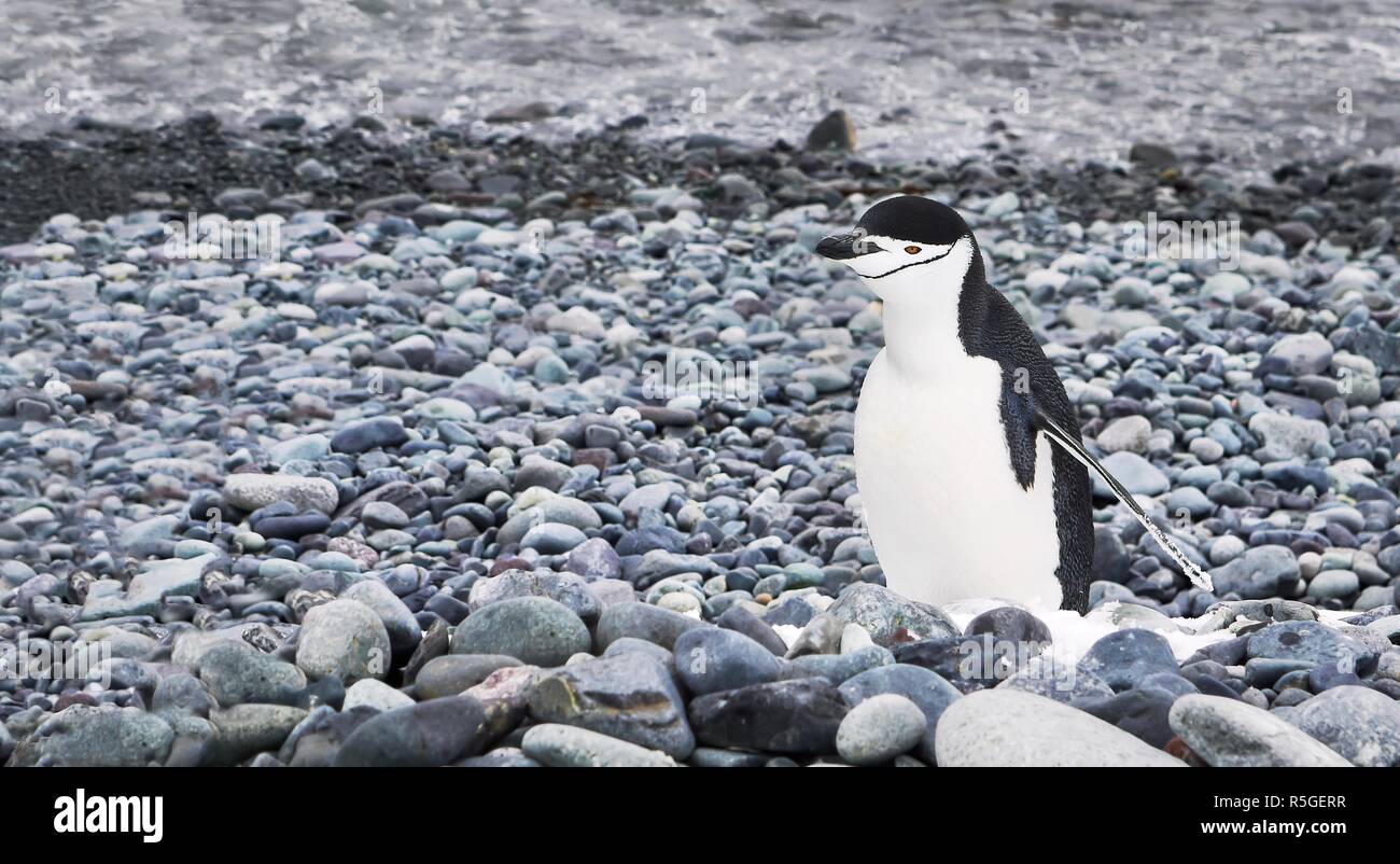 Une jugulaire penguin debout sur un minuscule morceau de neige sur une plage de galets sur l'île Livingston dans les îles Shetland du Sud, l'Antarctique. Banque D'Images