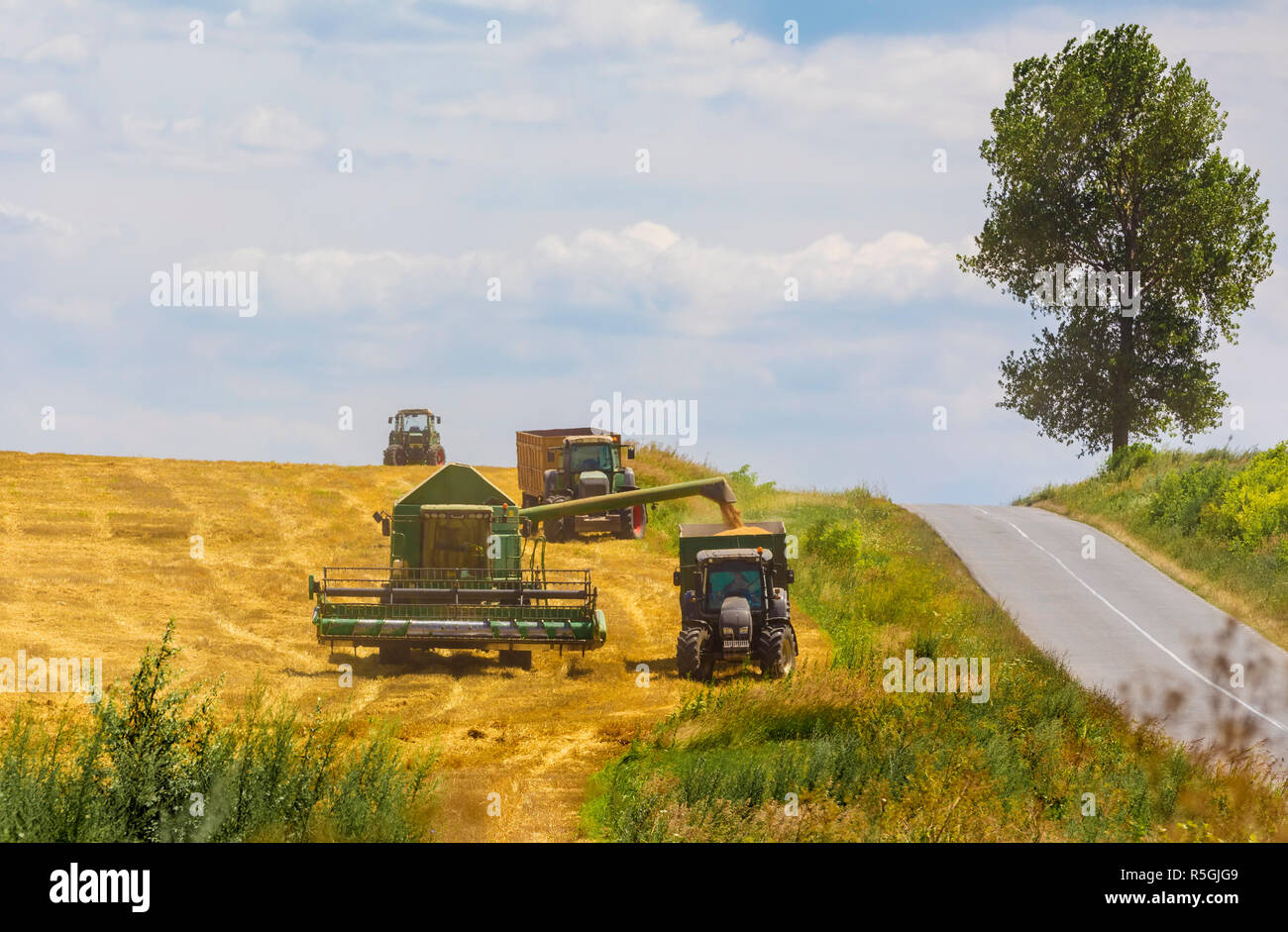 Moissonneuse batteuse en action sur le champ de blé Banque D'Images