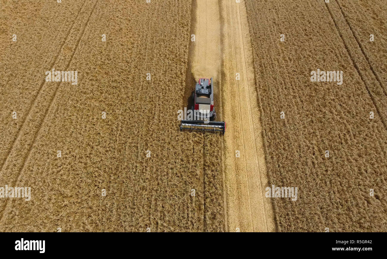 La récolte du blé l'ensileuse. Les machines agricoles du grain de la récolte sur le terrain. Banque D'Images