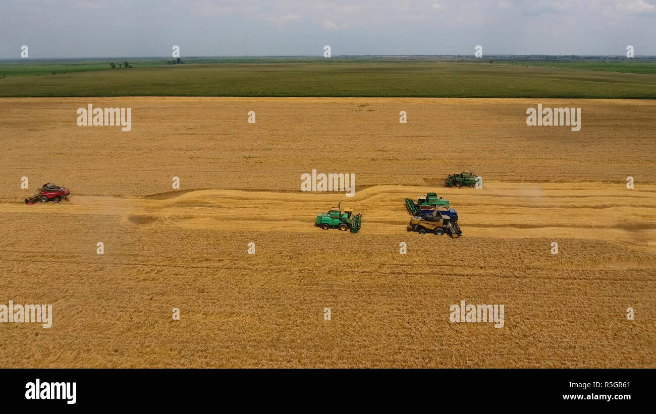 La récolte du blé l'ensileuse. Les machines agricoles du grain de la récolte sur le terrain. Banque D'Images