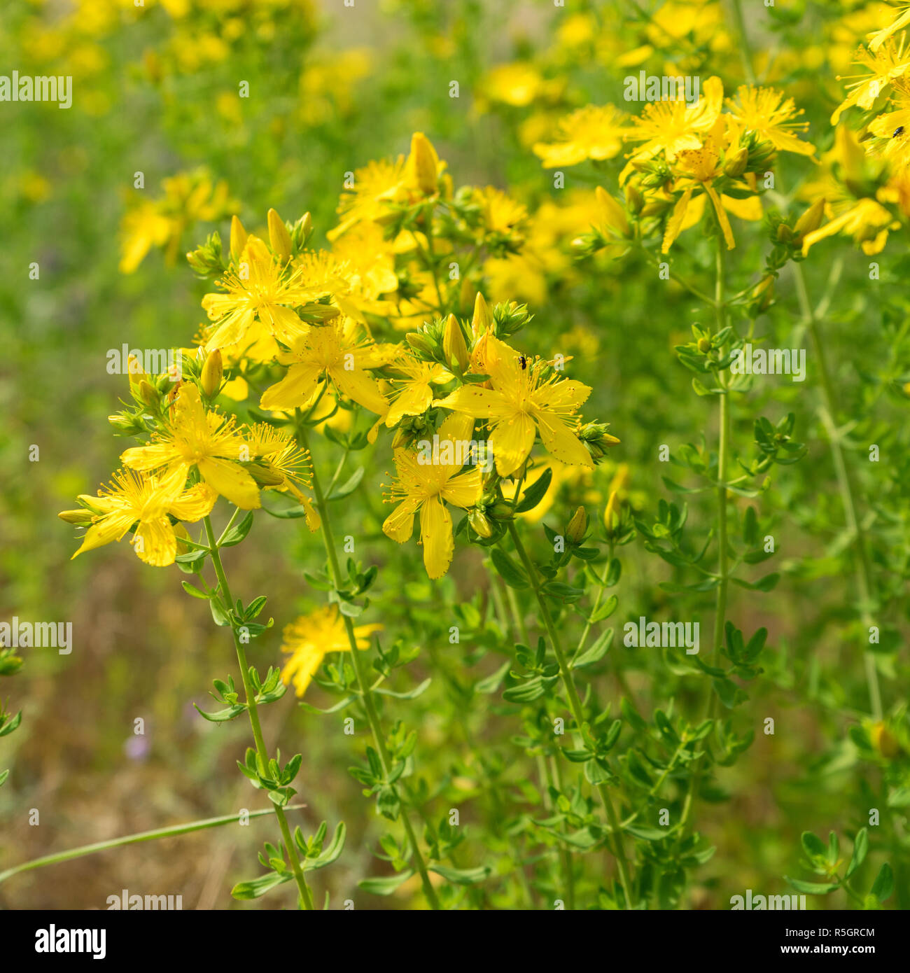 Fleurs de millepertuis sur le pré Banque D'Images