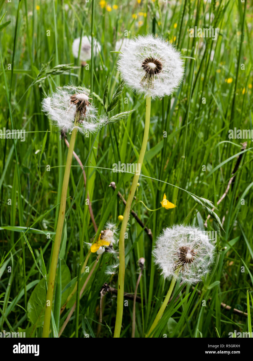 Dans la prairie blowball Banque D'Images