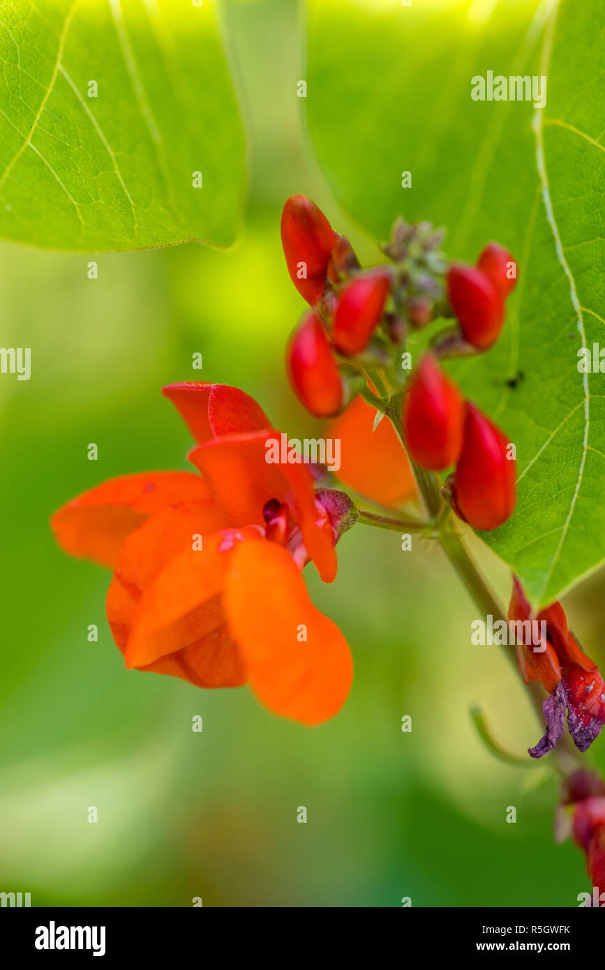 Journée d'été dans le jardin bio Banque D'Images