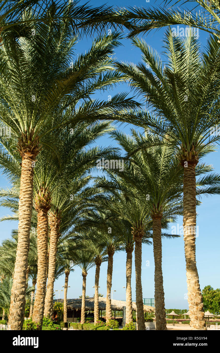 Tree allee Banque de photographies et d’images à haute résolution - Alamy