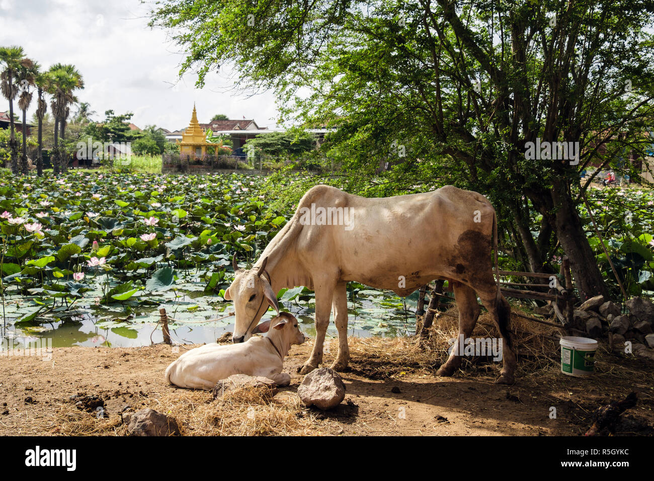 Scène rurale avec vache et veau par une fleur de lotus pond dans une petite ferme dans le village au Cambodge, en Asie Banque D'Images