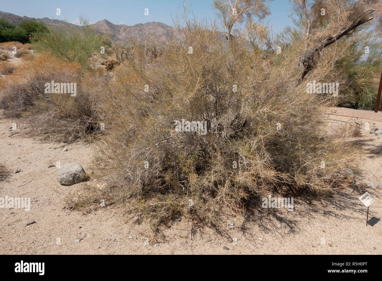 Indigo bush (Psorothamnus schottii), sur le sentier de jardin Hastey, Santa Rosa et montagnes de San Jacinto Monument National, Palm Desert, CA, USA. Banque D'Images