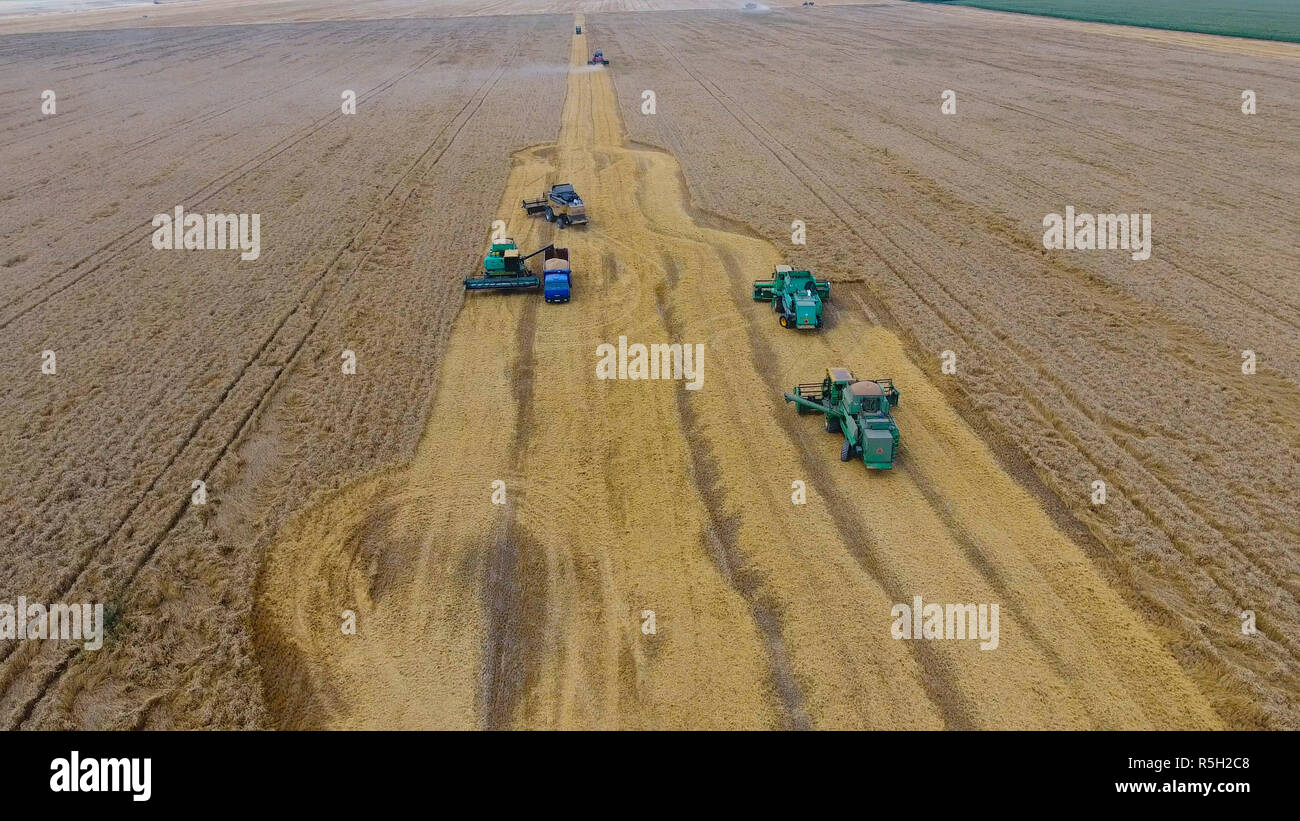 La récolte du blé l'ensileuse. Les machines agricoles du grain de la récolte sur le terrain. Banque D'Images
