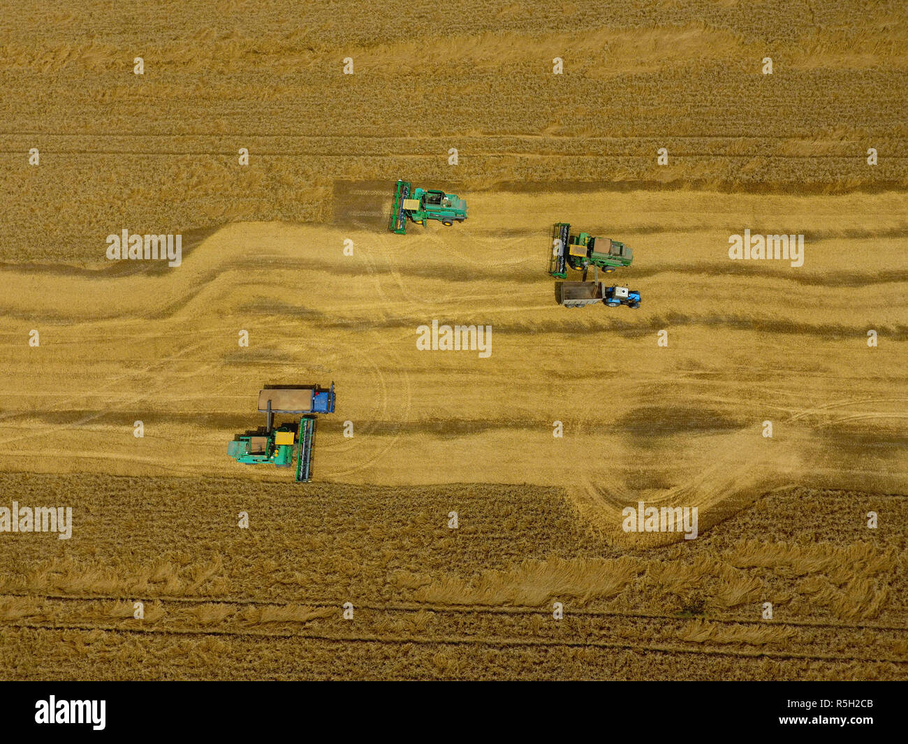 La récolte du blé l'ensileuse. Les machines agricoles du grain de la récolte sur le terrain. Banque D'Images