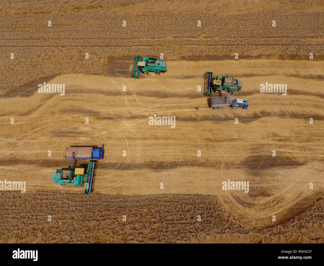 La récolte du blé l'ensileuse. Les machines agricoles du grain de la récolte sur le terrain. Banque D'Images