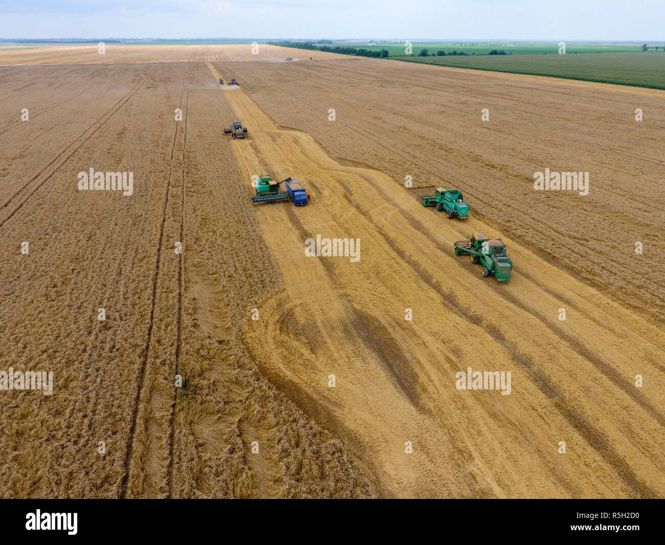 La récolte du blé l'ensileuse. Les machines agricoles du grain de la récolte sur le terrain. Banque D'Images