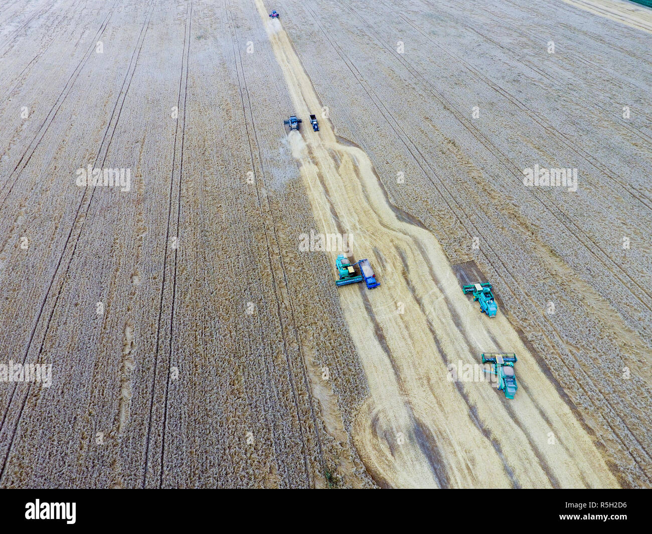 La récolte du blé l'ensileuse. Les machines agricoles du grain de la récolte sur le terrain. Banque D'Images