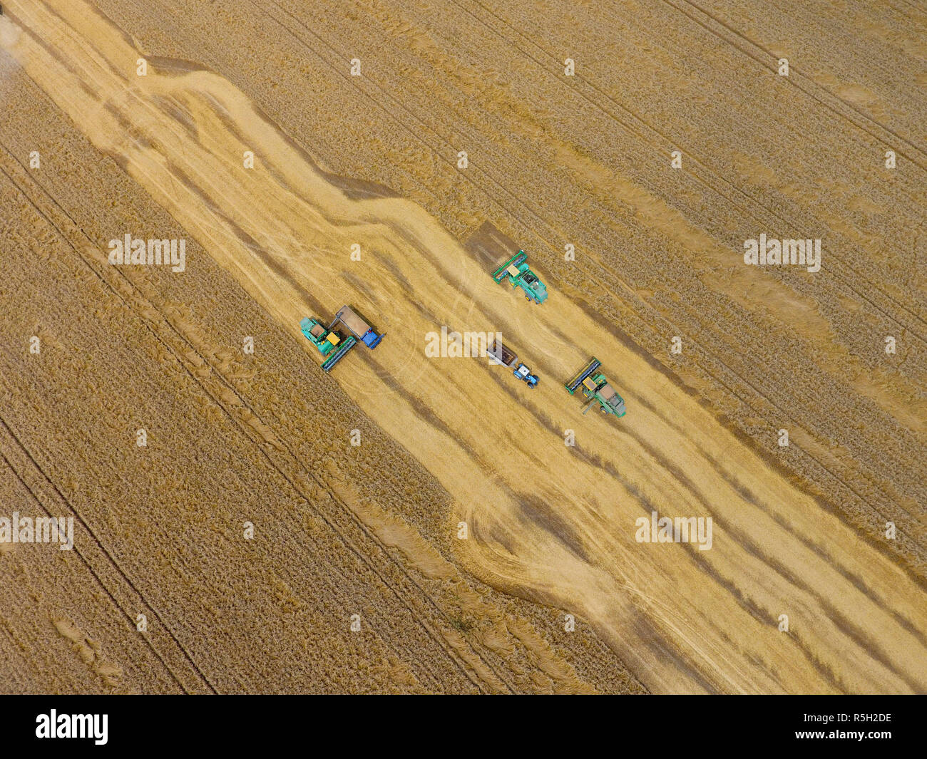 La récolte du blé l'ensileuse. Les machines agricoles du grain de la récolte sur le terrain. Banque D'Images