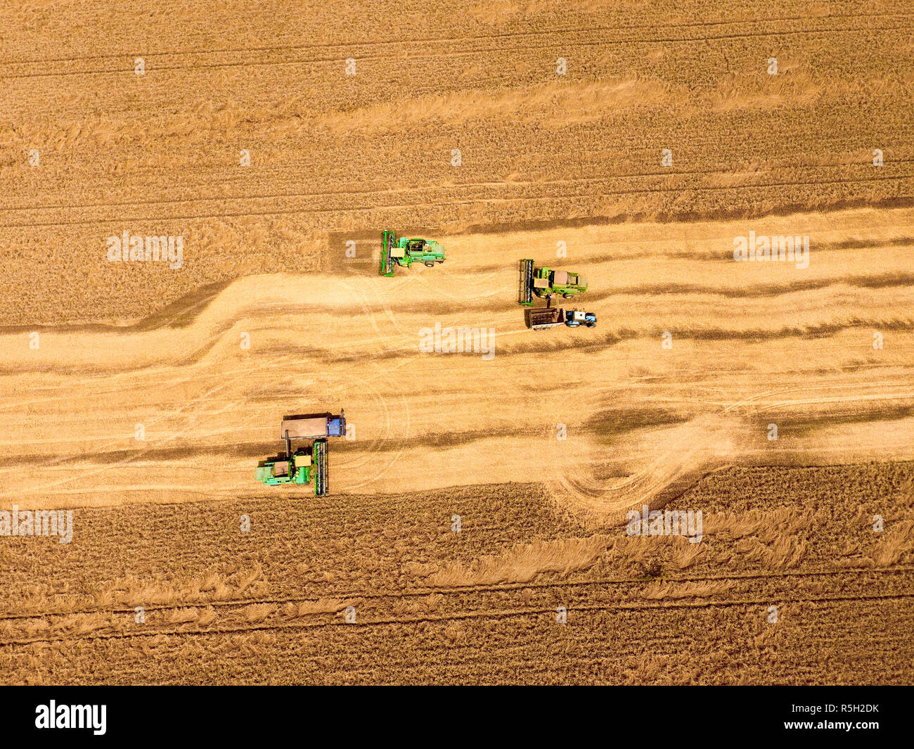 La récolte du blé l'ensileuse. Les machines agricoles du grain de la récolte sur le terrain. Banque D'Images