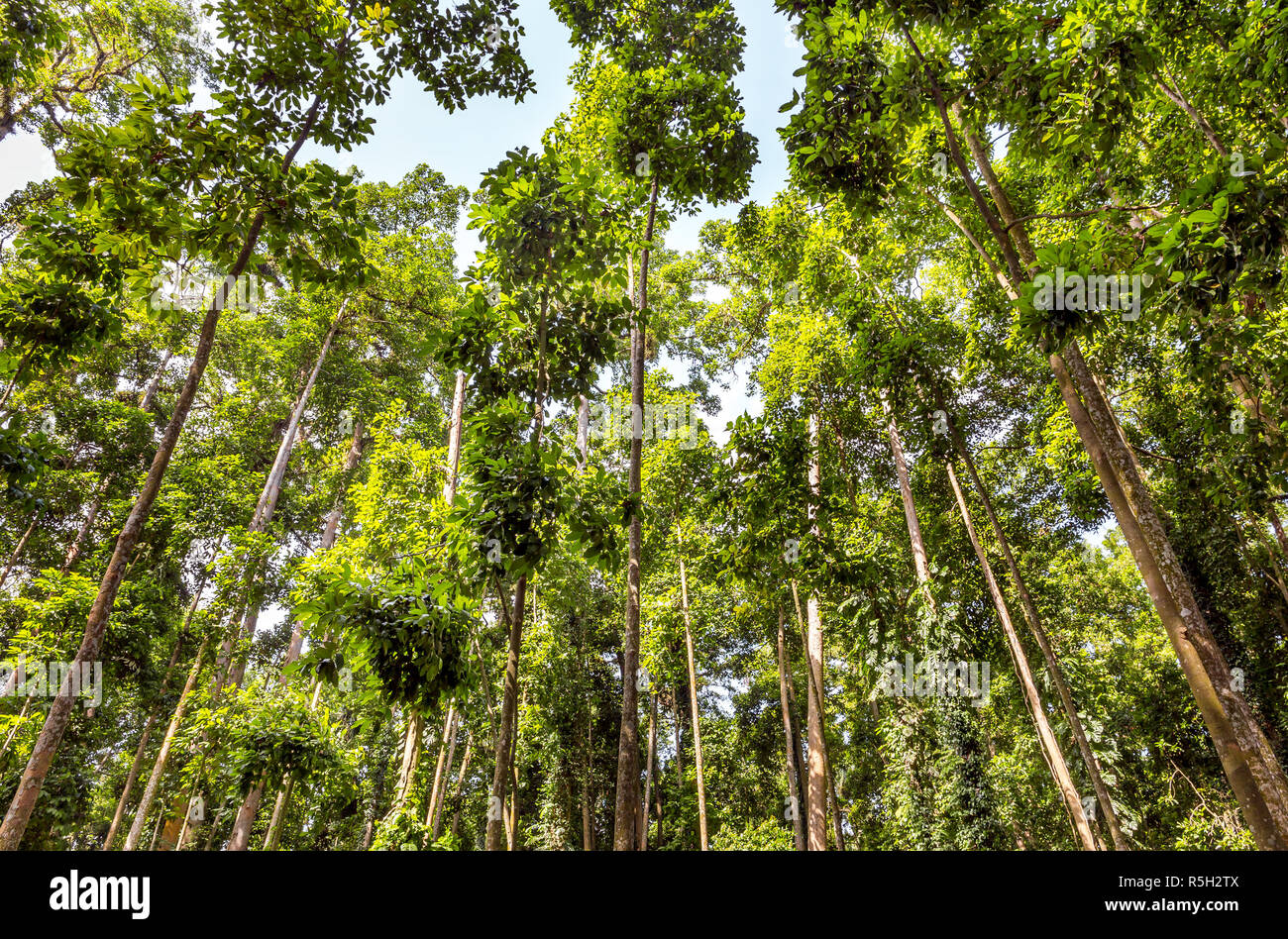 Des arbres verts de Monky Forest sur l'île de Bali, Indonésie Banque D'Images