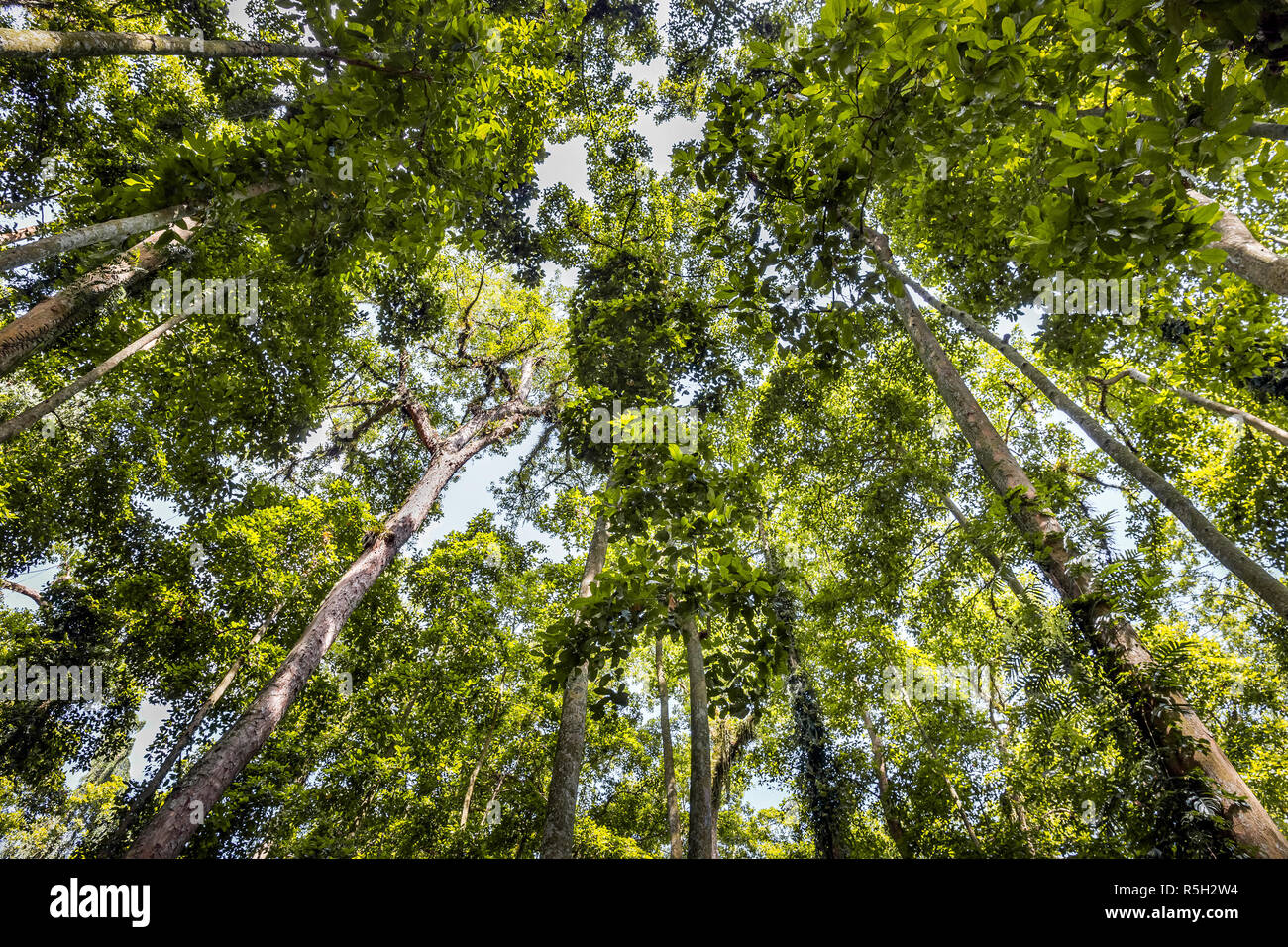 Des arbres verts de Monky Forest sur l'île de Bali, Indonésie Banque D'Images