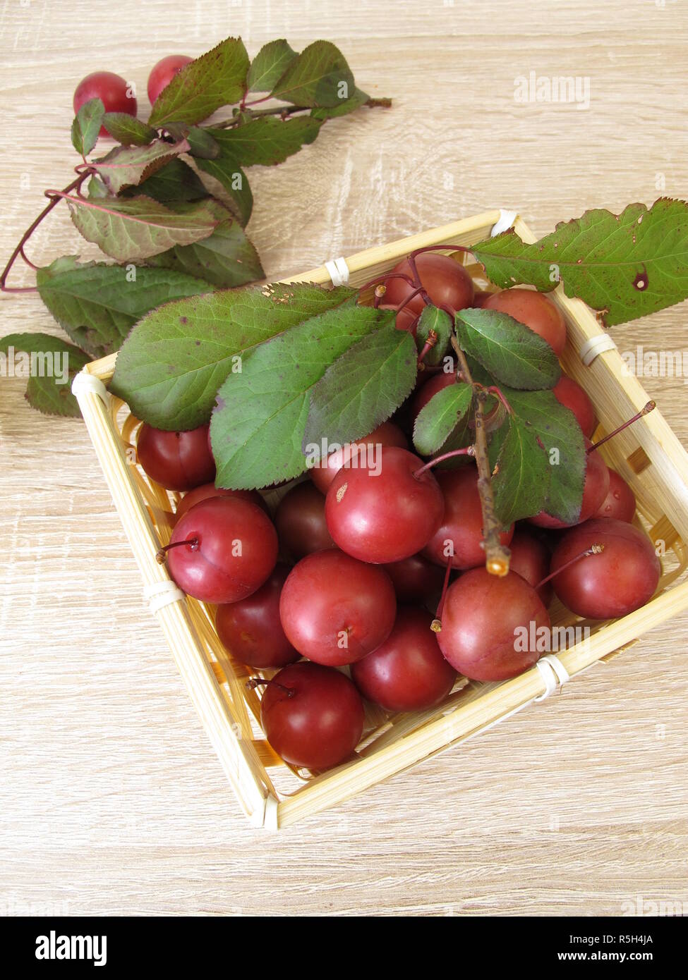 Sang brun,Prunus cerasifera,dans le panier Banque D'Images