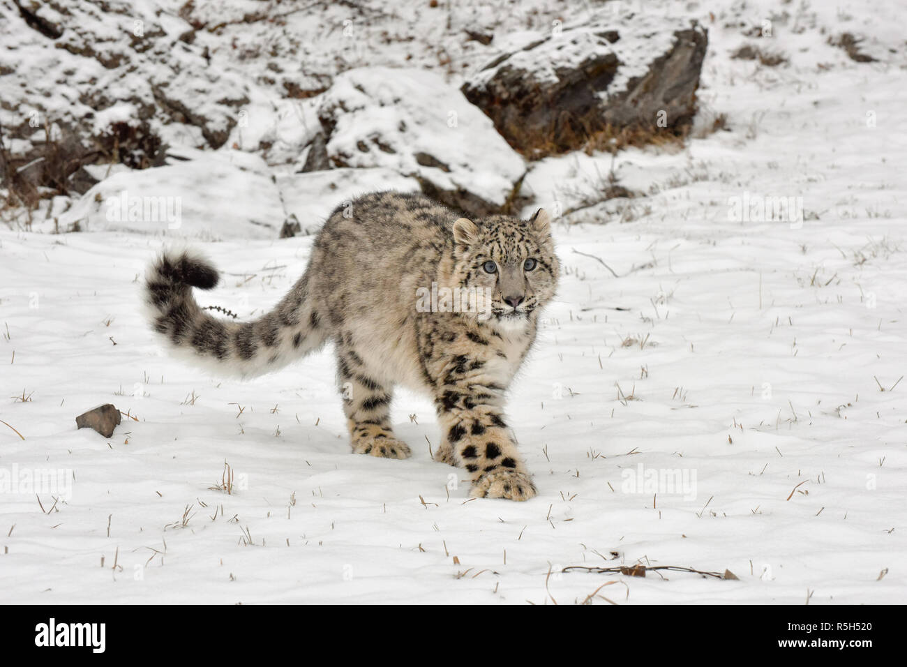 Snow Leopard Cub marcher dans la neige Banque D'Images
