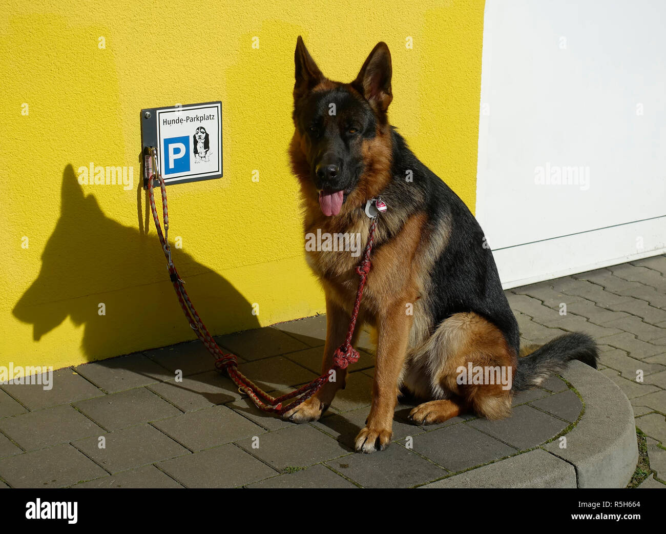 Berger Allemand est un chien en laisse au parking en face d'un supermarché, Berlin, Allemagne Banque D'Images