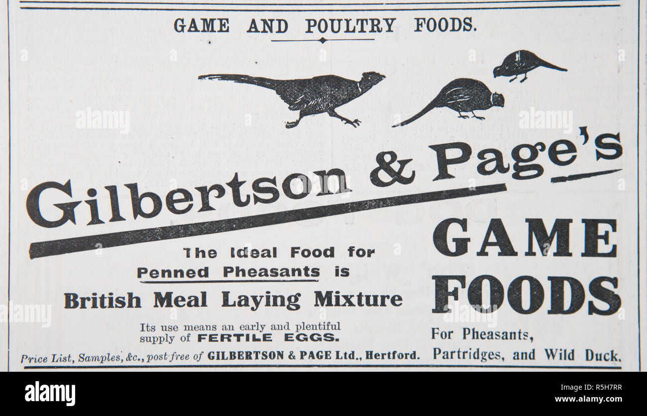 Dans une publicité pour Gilbertson & Page Jeu d'aliments. À partir d'un vieux magazine anglais de la période 1914-1918. Banque D'Images