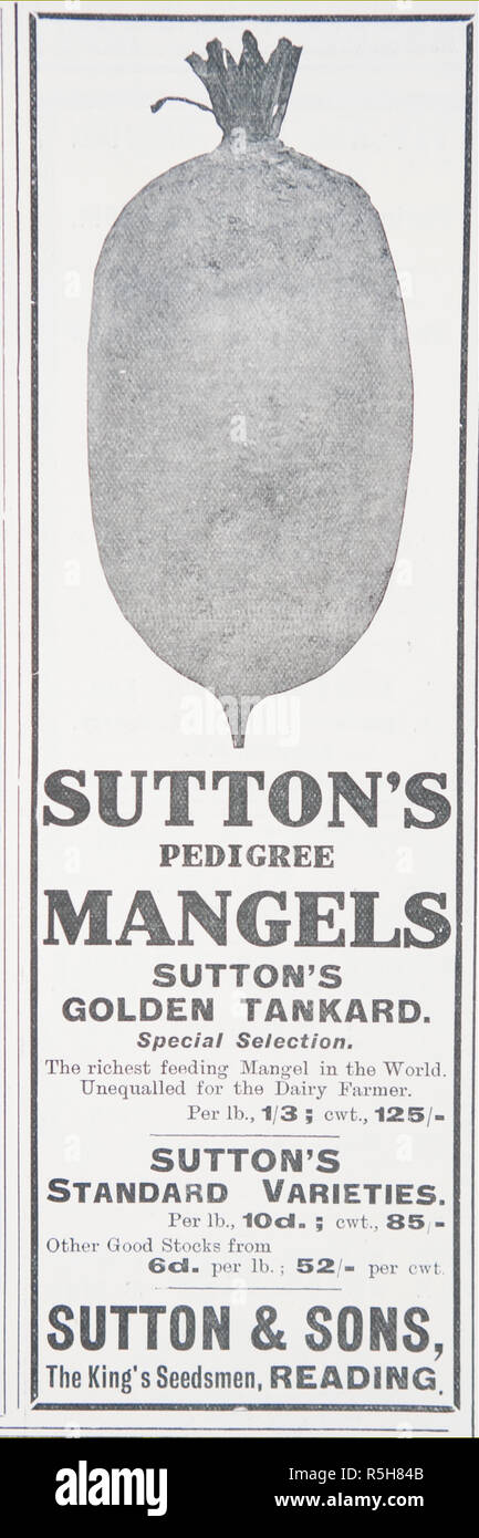 Une publicité pour Sutton & Sons mangels. À partir d'un vieux magazine anglais de la période 1914-1918. Banque D'Images