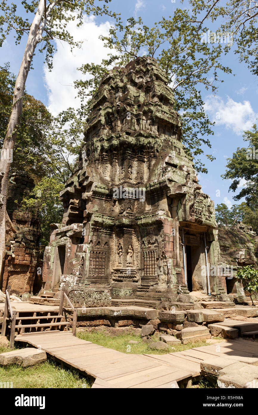 Un arbre à soie coton sur l'At Prohn Temple, près de Siem Reap, Cambodge Banque D'Images