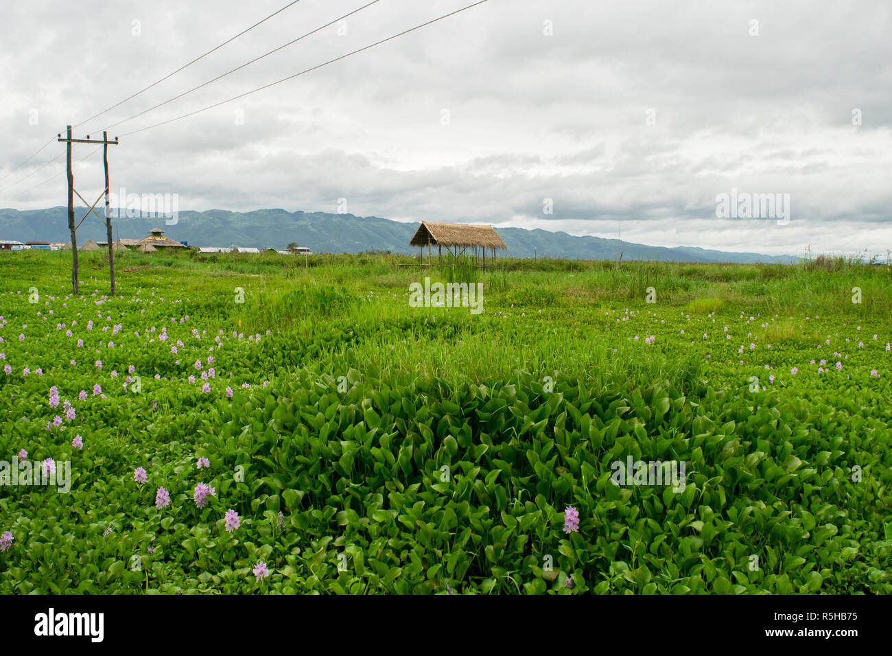 Une zone agricole près de la région du lac Inle, Shan, Myanmar, Birmanie. Une plantation de riz, champ inondé avec de l'eau avec une petite hutte. L'agriculture locale de riz Banque D'Images