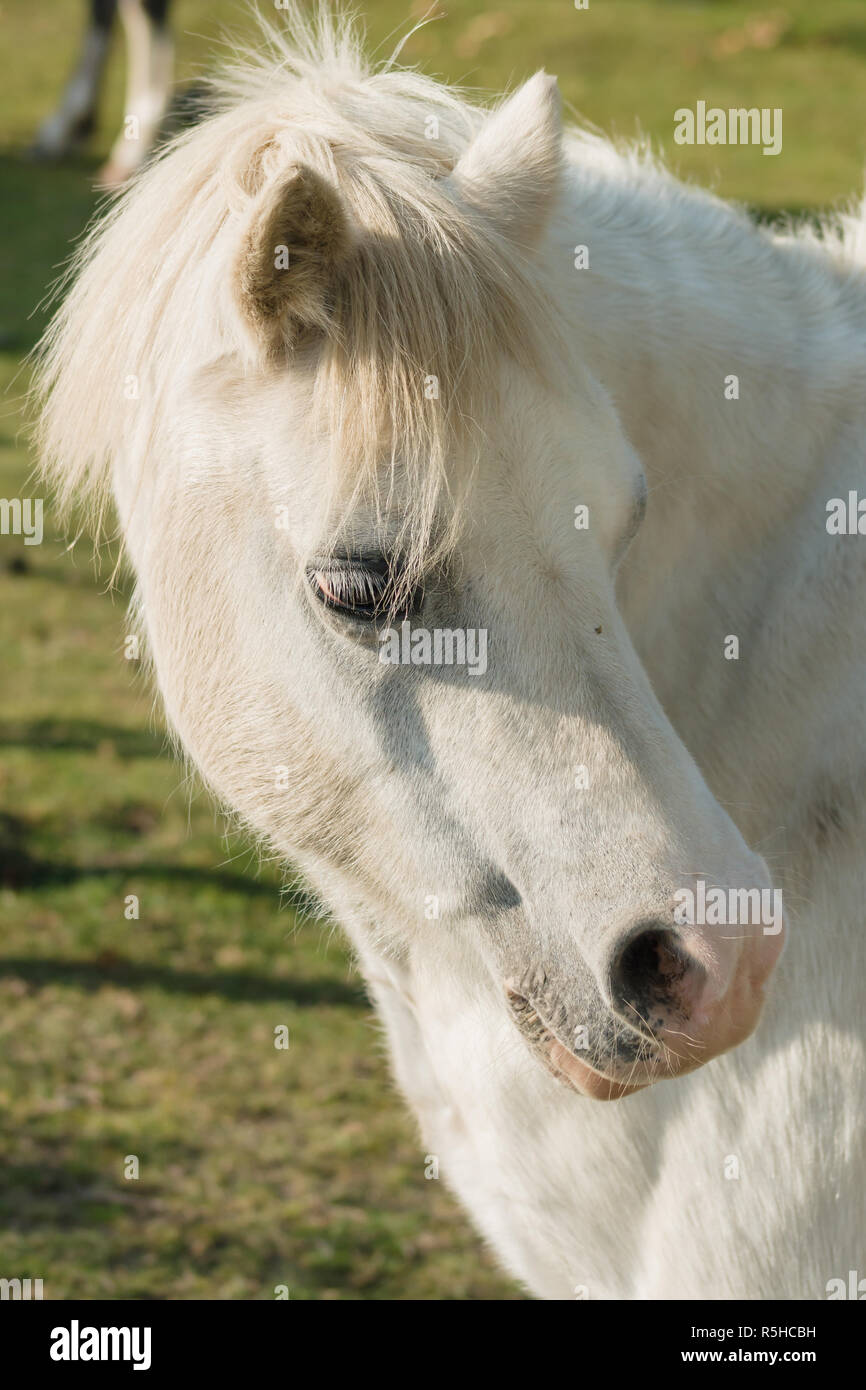 Welsh mountain pony une ancienne race indigène de galles une fois utilisé comme pit ponies et comme animaux de trait Banque D'Images