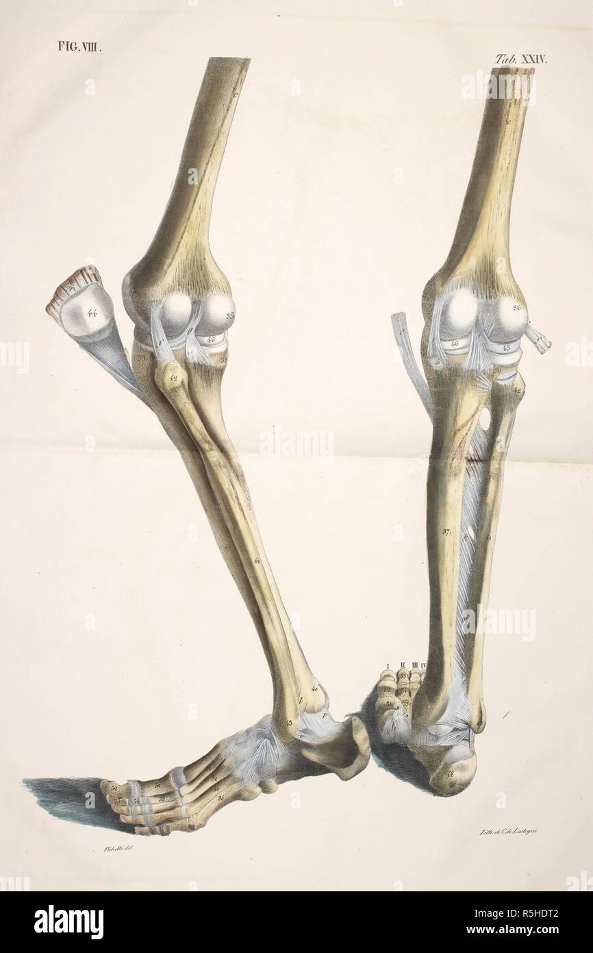 Dessin Anatomique Squelette Os Genou Tibia Péroné