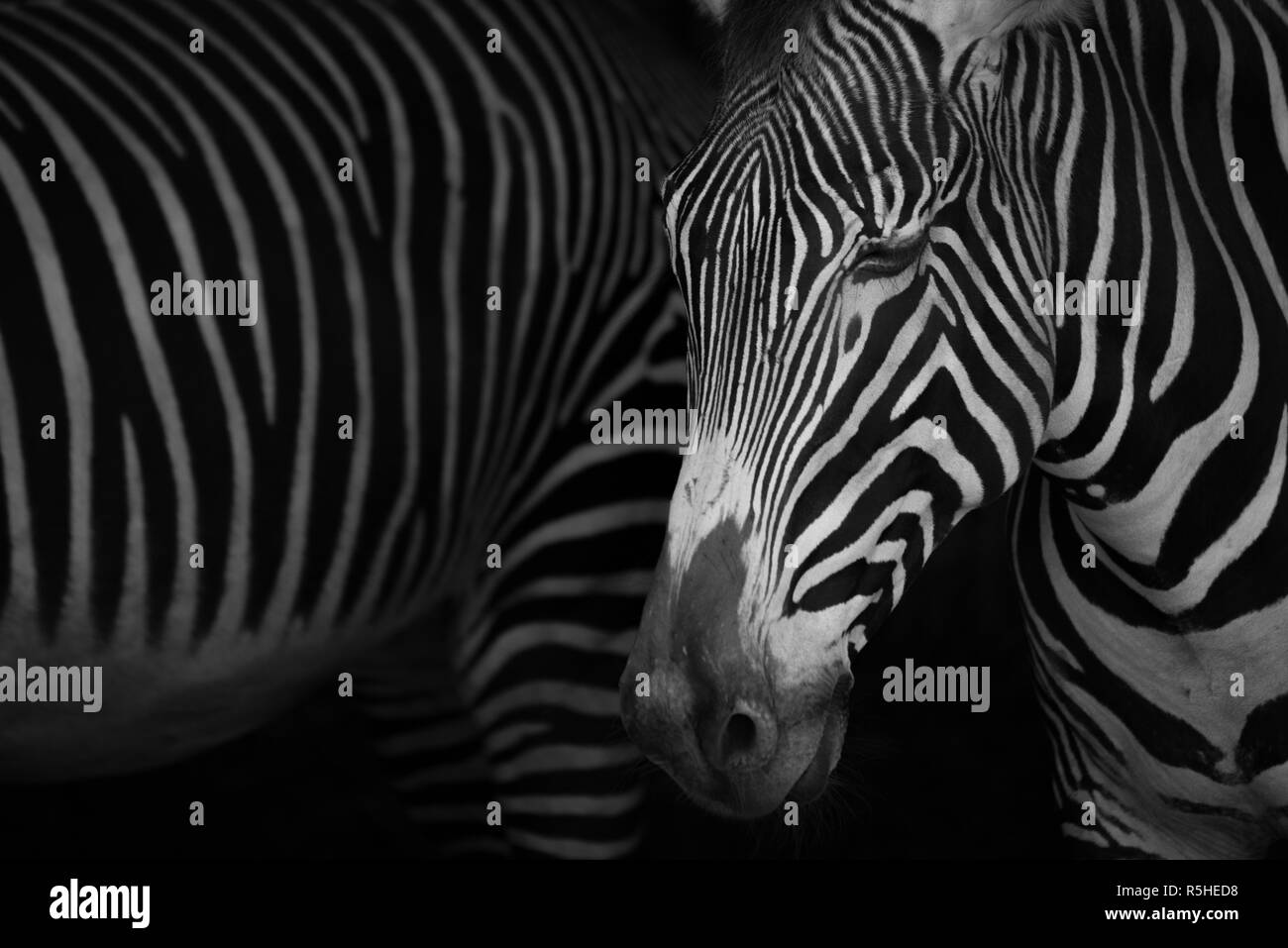 Mono close-up de zèbre zebra fermer les yeux Banque D'Images