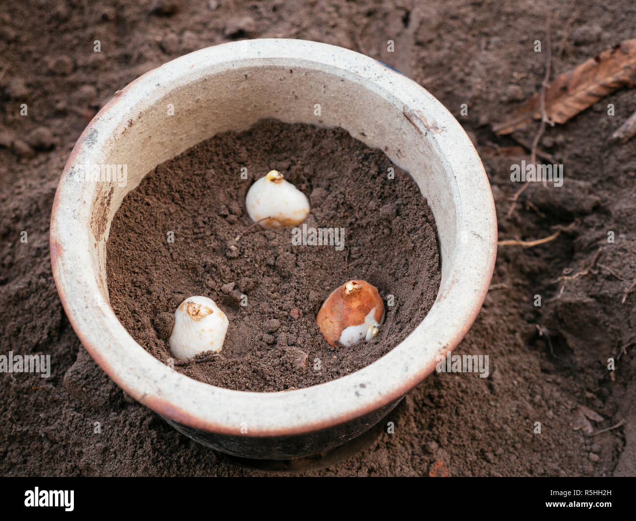 Bulbes de tulipes plantées dans un pot en terre cuite vernissée. Banque D'Images