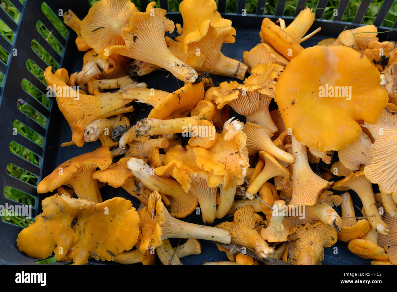 Un panier plein de champignons chanterelles fraîches Banque D'Images