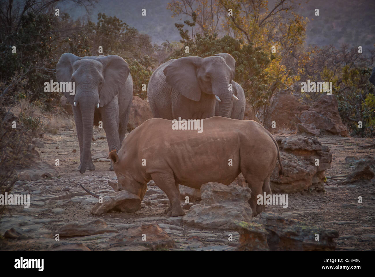 Les éléphants et rhinocéros blanc au crépuscule Banque D'Images